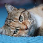 gatto
